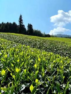 淘茶网-茶叶品牌代理加盟|茶叶货源采购批发网